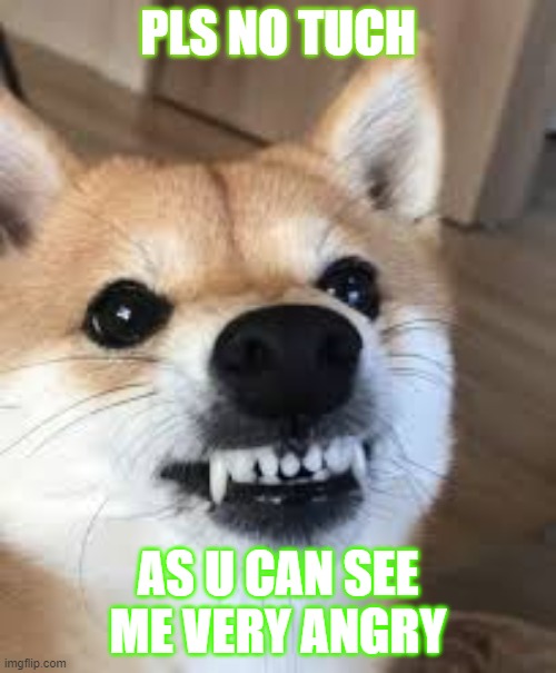 hehehe | PLS NO TUCH; AS U CAN SEE ME VERY ANGRY | image tagged in doge | made w/ Imgflip meme maker