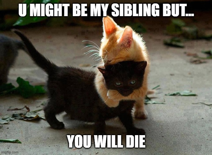 kitten hug | U MIGHT BE MY SIBLING BUT... YOU WILL DIE | image tagged in kitten hug | made w/ Imgflip meme maker