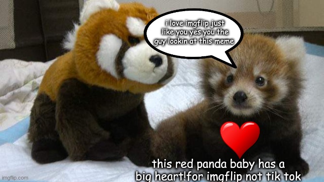 this is really cute!! | i love imgflip just like you yes you the guy lookin at this meme; this red panda baby has a big heart!for imgflip not tik tok | image tagged in red panda friends | made w/ Imgflip meme maker