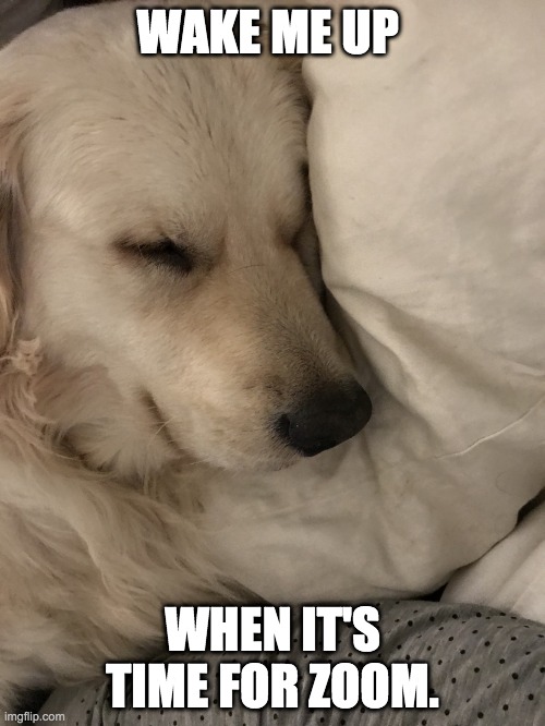 Wake me up for Zoom |  WAKE ME UP; WHEN IT'S TIME FOR ZOOM. | image tagged in sleepy dog | made w/ Imgflip meme maker