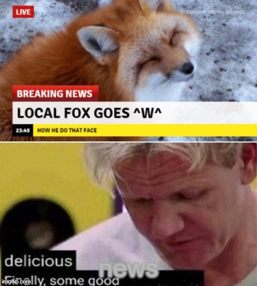 Awww | news | image tagged in gordon ramsay finally some good censored ed,memes,funny,fox,news | made w/ Imgflip meme maker