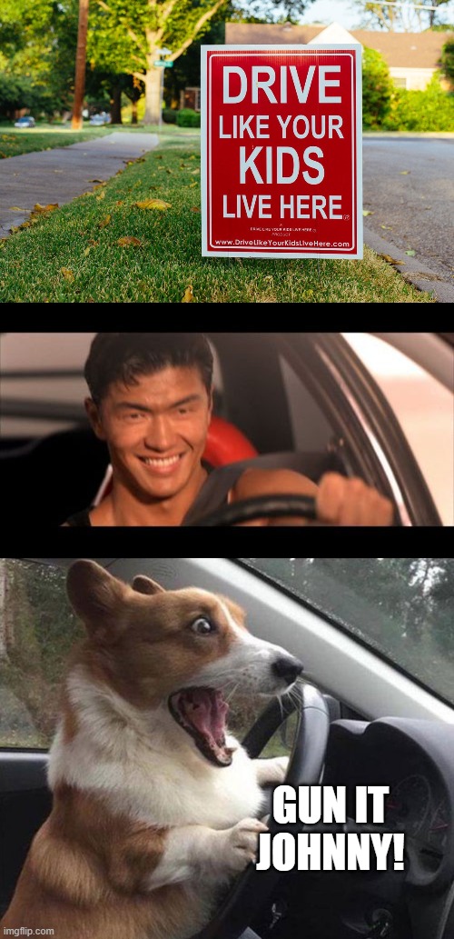 Revenge dog, drive like your children live here | GUN IT JOHNNY! | image tagged in memes,fast furious johnny tran,dog driving | made w/ Imgflip meme maker