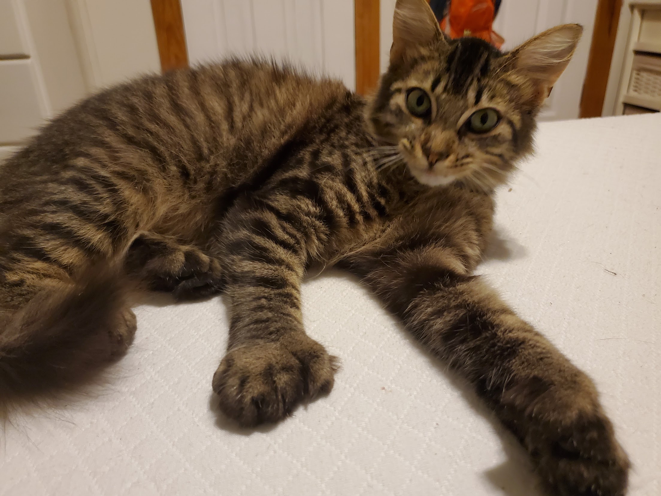 Tinkerbell's Paws Blank Meme Template