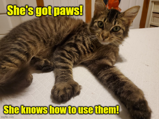 Tinkerbell's Paws | She's got paws! She knows how to use them! | image tagged in tinkerbell's paws | made w/ Imgflip meme maker