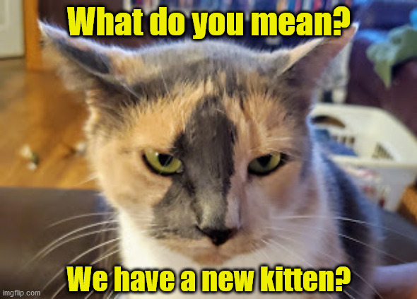 Ma~ hears about a new kitten | What do you mean? We have a new kitten? | image tagged in ma hears about a new kitten | made w/ Imgflip meme maker