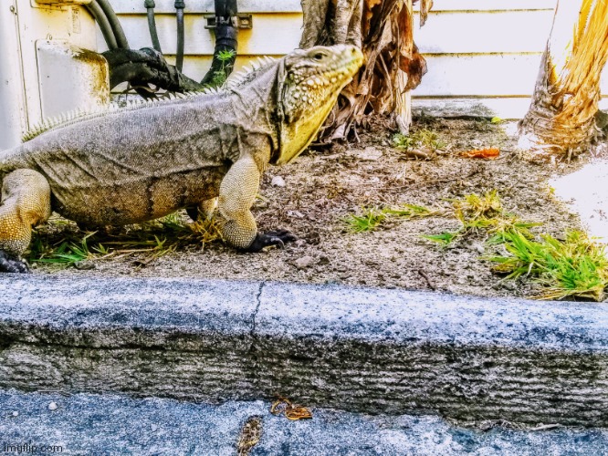 Iguana in the garden for today | made w/ Imgflip meme maker