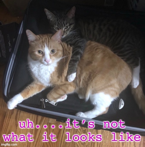 Oh I think it is ooh la la | . | image tagged in cats | made w/ Imgflip meme maker