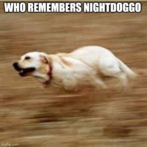 Speedy doggo | WHO REMEMBERS NIGHTDOGGO | image tagged in speedy doggo | made w/ Imgflip meme maker