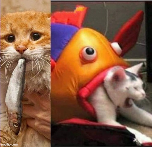 Fish eating cat | image tagged in fish eating cat | made w/ Imgflip meme maker