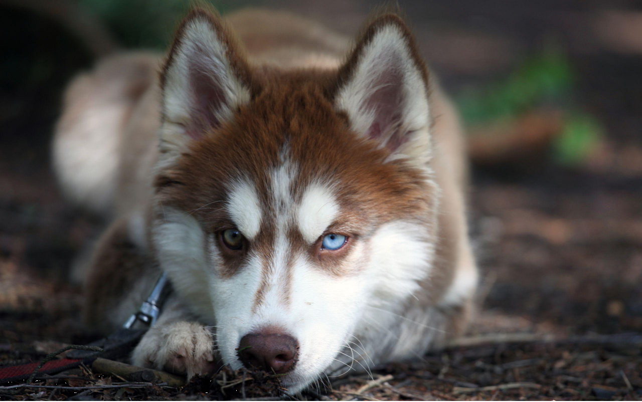 Maple_Husky Blank Meme Template