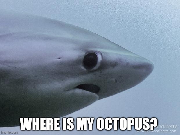 Awkward Shark | WHERE IS MY OCTOPUS? | image tagged in awkward shark | made w/ Imgflip meme maker