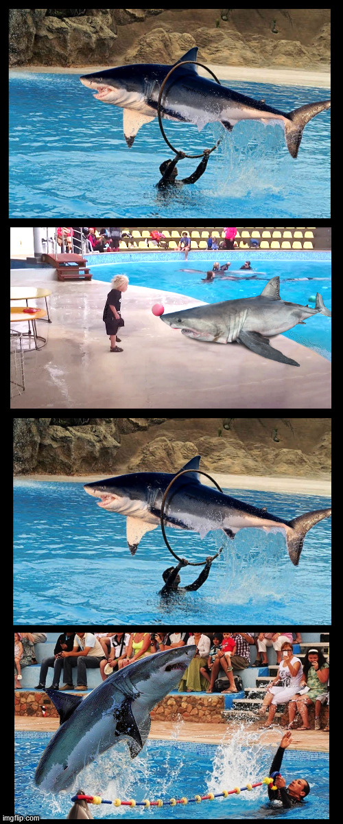image tagged in shark,great white shark,aquarium,fish,tricks,sharks | made w/ Imgflip meme maker