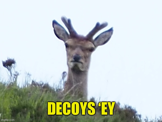 furious deer | DECOYS ‘EY | image tagged in furious deer | made w/ Imgflip meme maker