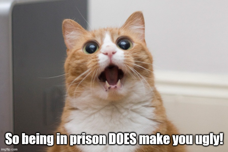 Amazed cat | So being in prison DOES make you ugly! | image tagged in amazed cat | made w/ Imgflip meme maker