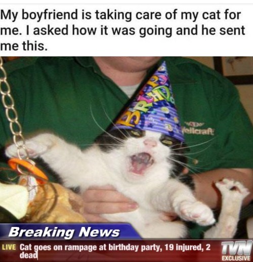 image tagged in cat | made w/ Imgflip meme maker