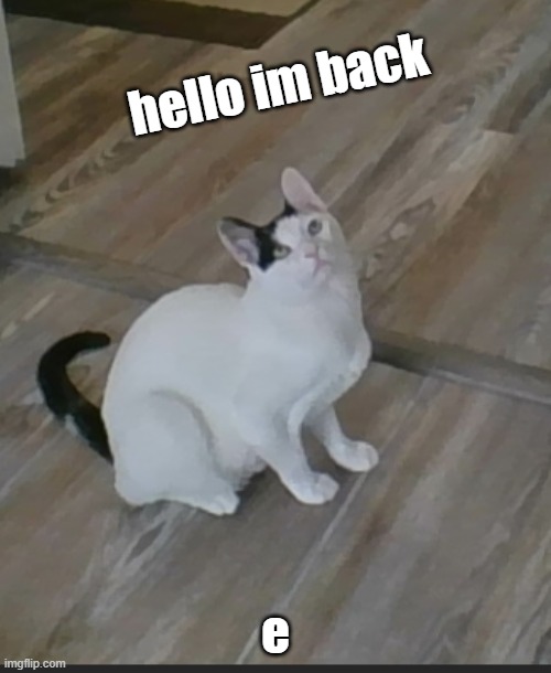 hi | hello im back; e | image tagged in noko looking up | made w/ Imgflip meme maker