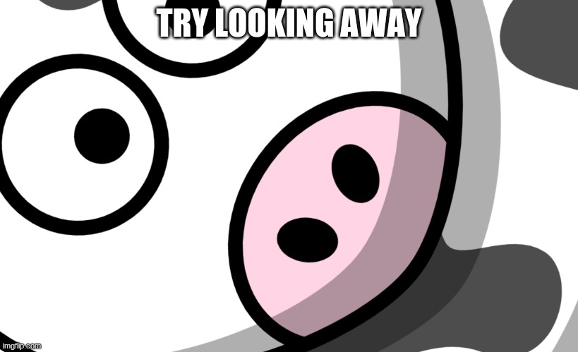 Try looking away | TRY LOOKING AWAY | image tagged in cow,look,away | made w/ Imgflip meme maker