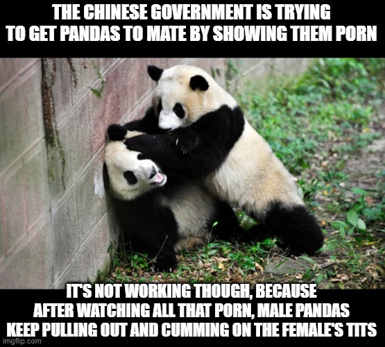 Mate FAIL | THE CHINESE GOVERNMENT IS TRYING TO GET PANDAS TO MATE BY SHOWING THEM PORN; IT'S NOT WORKING THOUGH, BECAUSE AFTER WATCHING ALL THAT PORN, MALE PANDAS KEEP PULLING OUT AND CUMMING ON THE FEMALE'S TITS | image tagged in panda fight | made w/ Imgflip meme maker