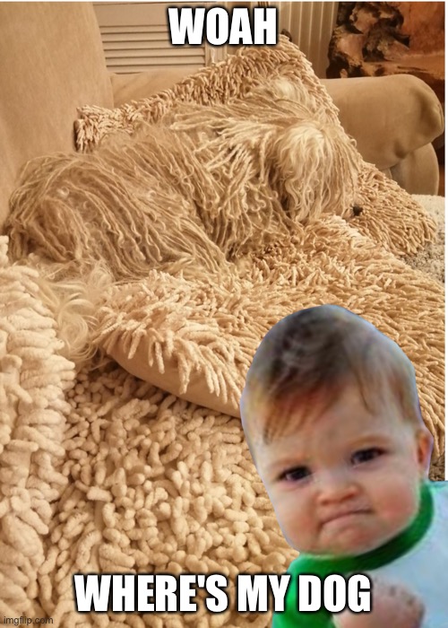 Where my dog at | WOAH; WHERE'S MY DOG | image tagged in dog,angry baby | made w/ Imgflip meme maker