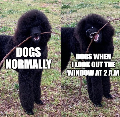 DOGS WHEN I LOOK OUT THE WINDOW AT 2 A.M; DOGS NORMALLY | image tagged in dankmemes | made w/ Imgflip meme maker