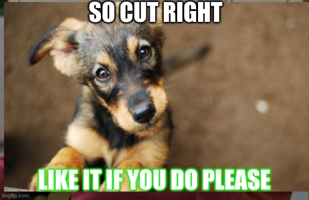 cute dog | SO CUT RIGHT; LIKE IT IF YOU DO PLEASE | image tagged in funny | made w/ Imgflip meme maker