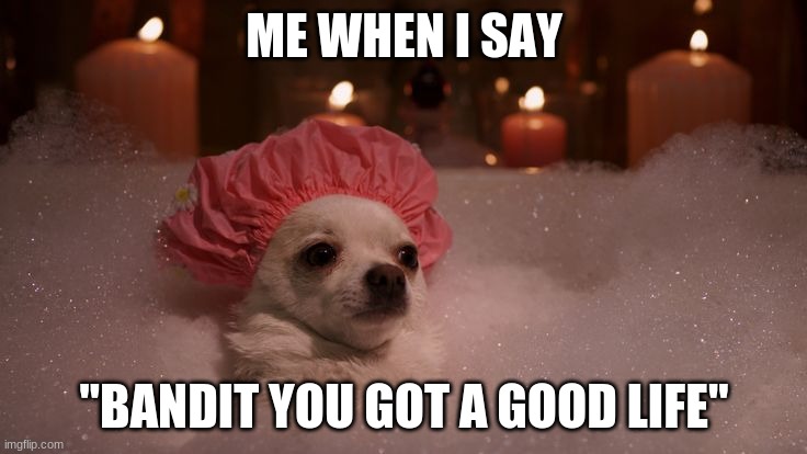 Chihuahua Bubble Bath | ME WHEN I SAY; "BANDIT YOU GOT A GOOD LIFE" | image tagged in chihuahua bubble bath | made w/ Imgflip meme maker
