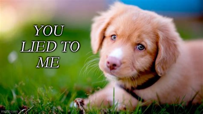 qwertyuiop | YOU
 LIED TO
ME | image tagged in cute puppies | made w/ Imgflip meme maker