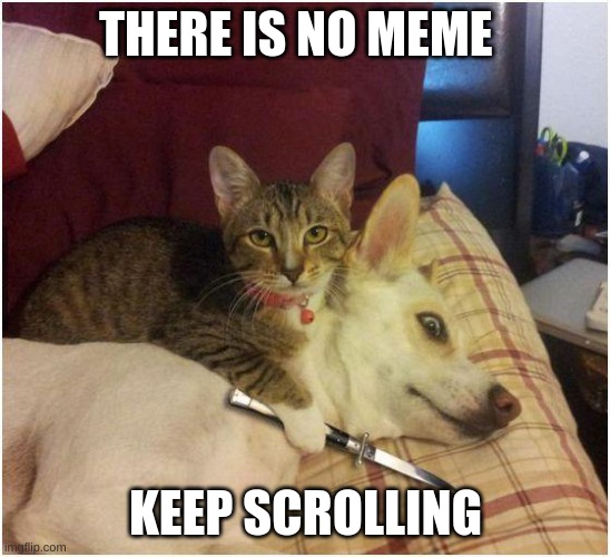 THERE IS NO MEME; KEEP SCROLLING | image tagged in cats | made w/ Imgflip meme maker