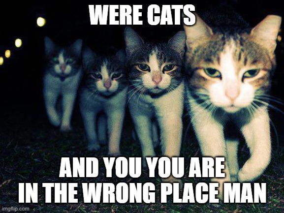 Wrong Neighboorhood Cats | WERE CATS; AND YOU YOU ARE IN THE WRONG PLACE MAN | image tagged in memes,wrong neighboorhood cats | made w/ Imgflip meme maker