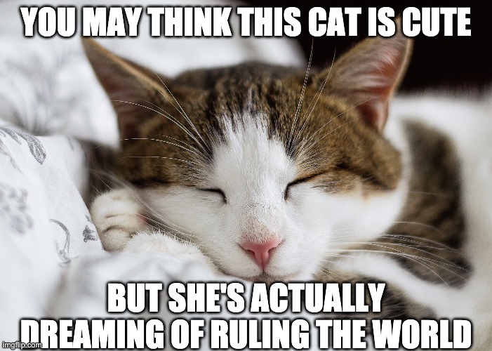 Sleeping Cat Meme | YOU MAY THINK THIS CAT IS CUTE; BUT SHE'S ACTUALLY DREAMING OF RULING THE WORLD | image tagged in cute cat,sleeping cat | made w/ Imgflip meme maker