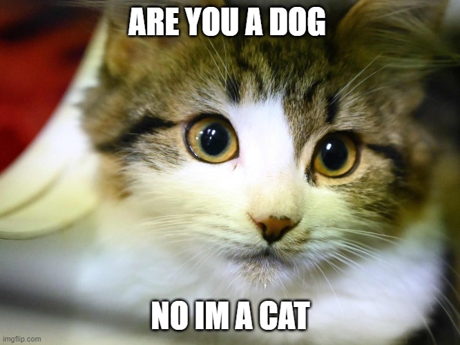 the new meme | ARE YOU A DOG; NO IM A CAT | image tagged in y | made w/ Imgflip meme maker