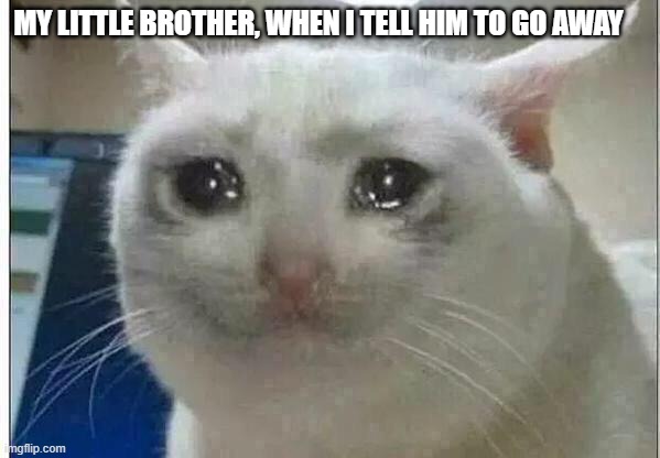 why | MY LITTLE BROTHER, WHEN I TELL HIM TO GO AWAY | image tagged in crying cat | made w/ Imgflip meme maker