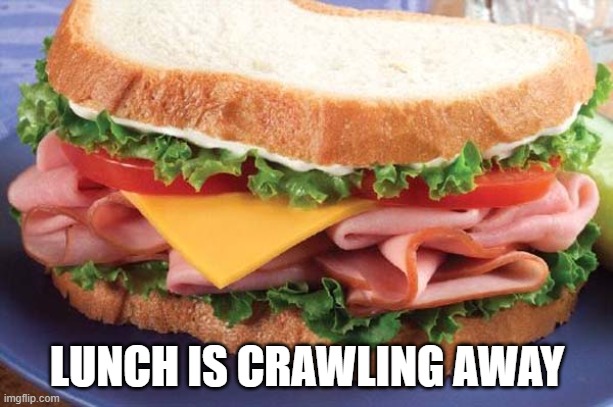 Sandwich | LUNCH IS CRAWLING AWAY | image tagged in sandwich | made w/ Imgflip meme maker