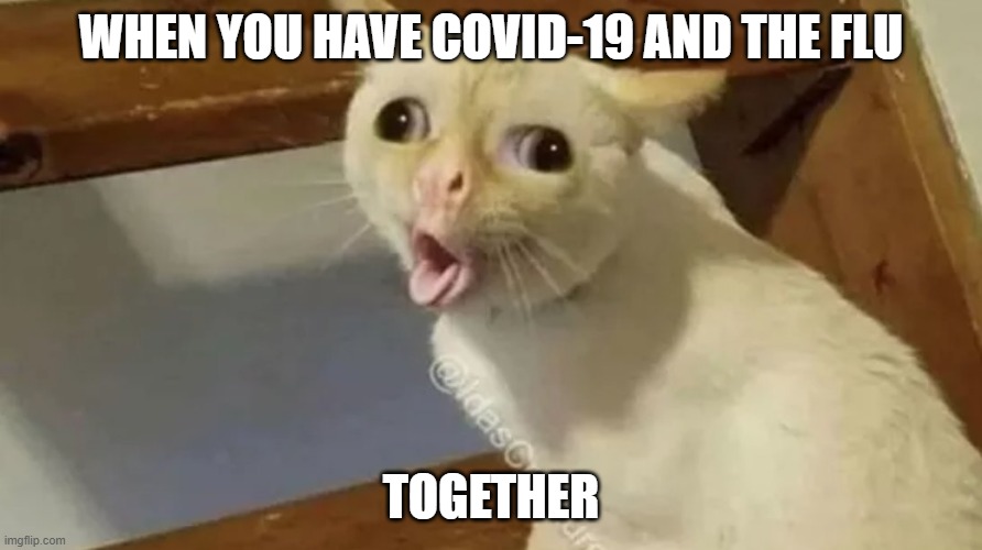 WHEN YOU HAVE COVID-19 AND THE FLU; TOGETHER | image tagged in cats | made w/ Imgflip meme maker