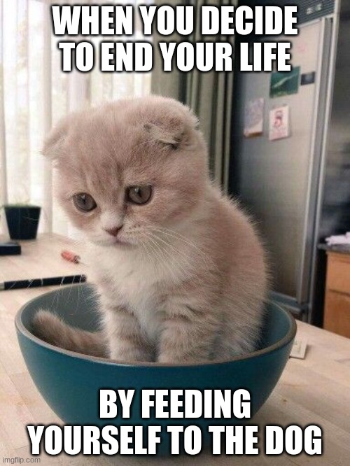 bowl of sad kittie | WHEN YOU DECIDE TO END YOUR LIFE; BY FEEDING YOURSELF TO THE DOG | image tagged in bowl of sad kittie | made w/ Imgflip meme maker