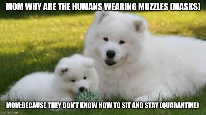 Muzzles lol!!! | MOM WHY ARE THE HUMANS WEARING MUZZLES (MASKS); MOM:BECAUSE THEY DON'T KNOW HOW TO SIT AND STAY (QUARANTINE) | image tagged in funny memes,lol,dogs,hilarious | made w/ Imgflip meme maker