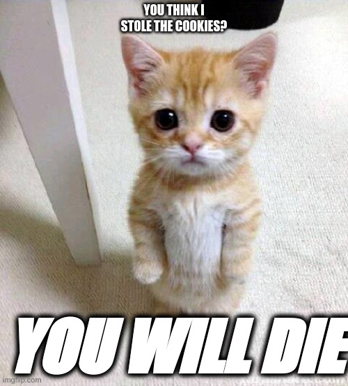 MAD CAT!! | YOU THINK I STOLE THE COOKIES? YOU WILL DIE | image tagged in memes,cute cat,cookies | made w/ Imgflip meme maker