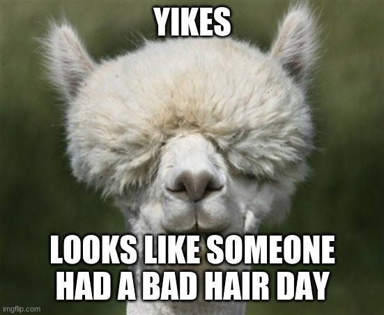 YIKES; LOOKS LIKE SOMEONE HAD A BAD HAIR DAY | image tagged in llama | made w/ Imgflip meme maker
