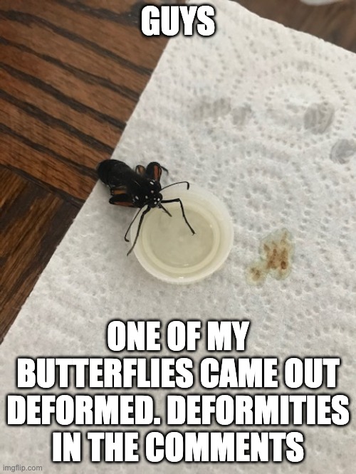 If you didn't know, I'm raising butterflies. yesterday we lost 3, before we lost 1, and i dont think this one will survive much  | GUYS; ONE OF MY BUTTERFLIES CAME OUT DEFORMED. DEFORMITIES IN THE COMMENTS | image tagged in butterfly | made w/ Imgflip meme maker