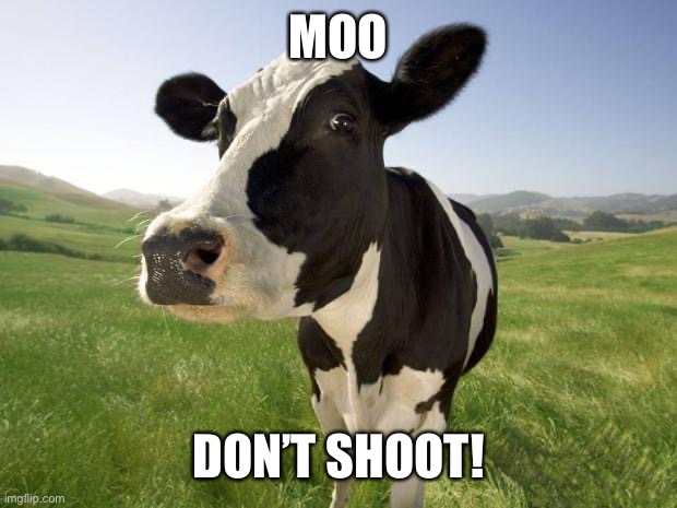 cow | MOO DON’T SHOOT! | image tagged in cow | made w/ Imgflip meme maker