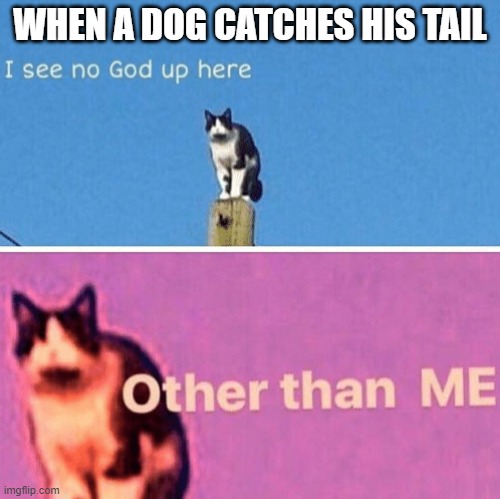 Dogs be dum | WHEN A DOG CATCHES HIS TAIL | image tagged in hail pole cat | made w/ Imgflip meme maker