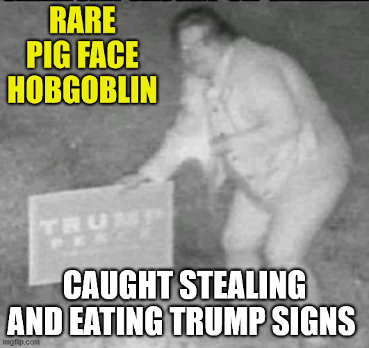 RARE PIG FACE HOBGOBLIN; CAUGHT STEALING AND EATING TRUMP SIGNS | image tagged in trump sign eating hobgoblin | made w/ Imgflip meme maker