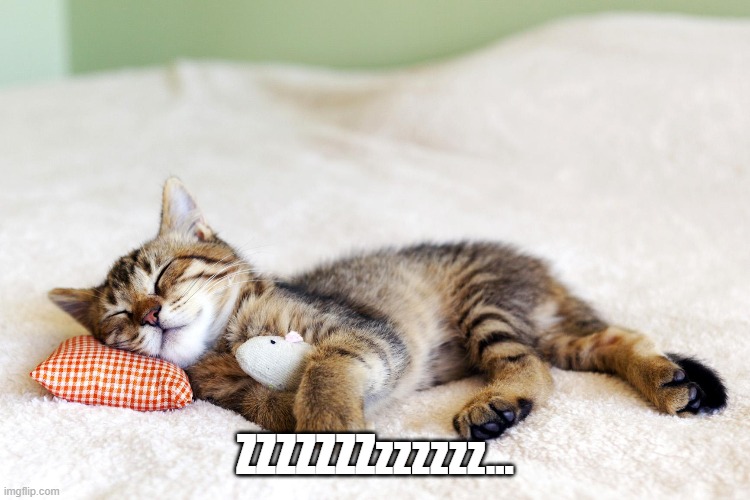Sleeping cat | ZZZZZZZzzzzzz... | image tagged in sleeping cat | made w/ Imgflip meme maker