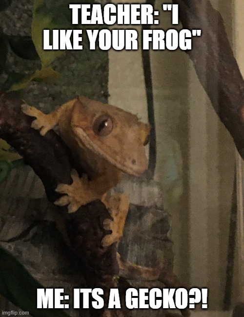 My gecko | TEACHER: "I LIKE YOUR FROG"; ME: ITS A GECKO?! | image tagged in gecko | made w/ Imgflip meme maker