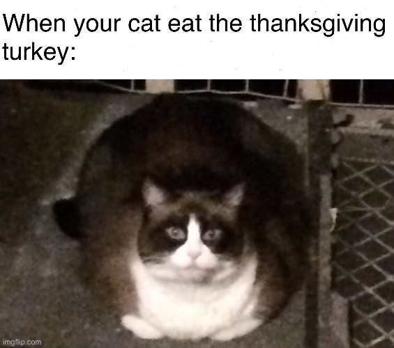 Fat cat meme | image tagged in fat cat meme | made w/ Imgflip meme maker
