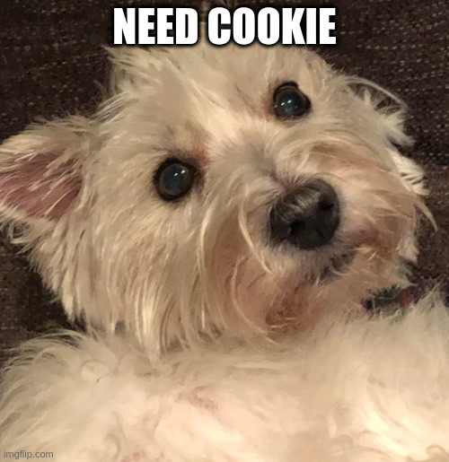 how did i not know of this stream | NEED COOKIE | image tagged in wtf,westie | made w/ Imgflip meme maker