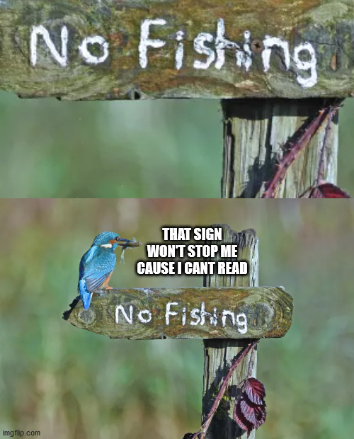 thug life | THAT SIGN WON'T STOP ME CAUSE I CANT READ | image tagged in bird,memes | made w/ Imgflip meme maker