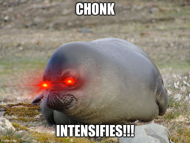 Chonk Intensifies!!! | CHONK; INTENSIFIES!!! | image tagged in intense seal | made w/ Imgflip meme maker