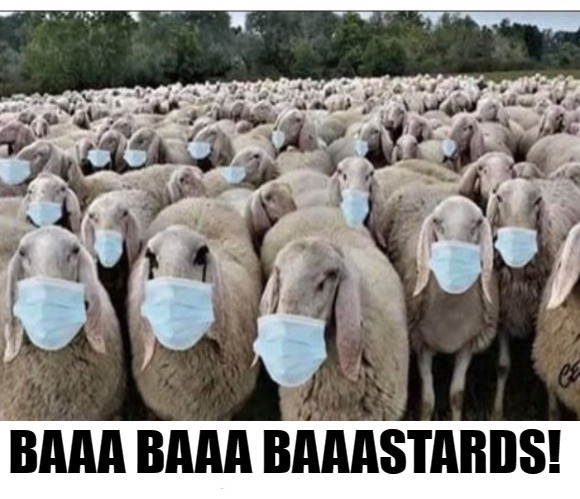 BAAA BAAA BAAASTARDS! | image tagged in sheeple,those bastards lied to me,stupid sheep,herd mentality,know what i heard | made w/ Imgflip meme maker