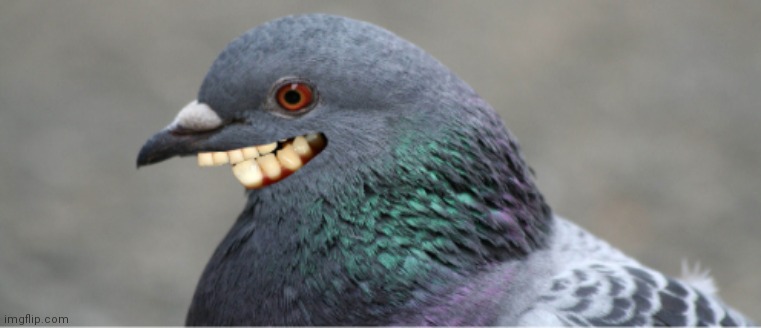 Blursed image: Pigeon with teeth | image tagged in pigeons,cursed image,memes | made w/ Imgflip meme maker